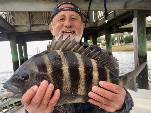 Sheepshead